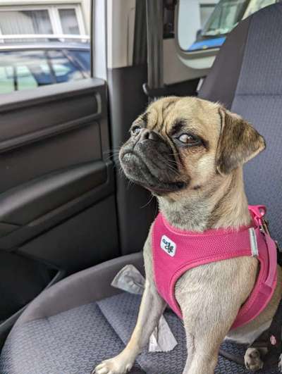 Rhodesian Ridgeback-Beitrag-Bild