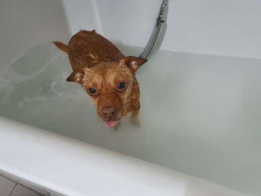 Hunde im Urlaub-Beitrag-Bild