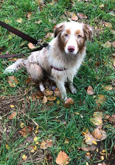 Die Dogorama Kalender Challenge Teil 1/4-Beitrag-Bild