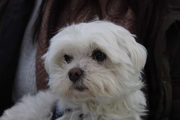 Unsere Fellnasen im Regenbogenland-Beitrag-Bild