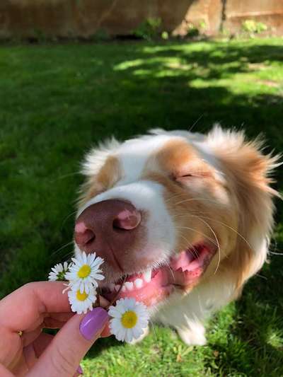 Die Dogorama Monats Challenge "Es grünt und blüht"-Beitrag-Bild