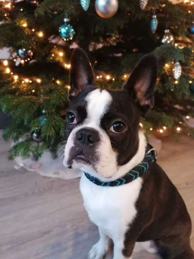 Boston Terrier Liebhaber❤️-Beitrag-Bild