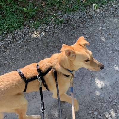 Hundetreffen-Entspanntes spazieren- Angsthund - nicht aggressiv :)-Bild