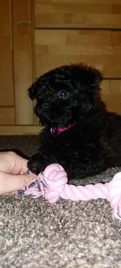 Welpen Bilder !-Beitrag-Bild