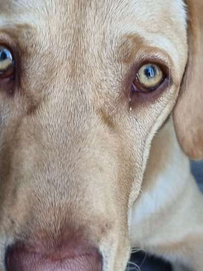 Verklebte Augen Labrador-Beitrag-Bild
