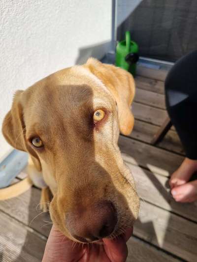 Verklebte Augen Labrador-Beitrag-Bild