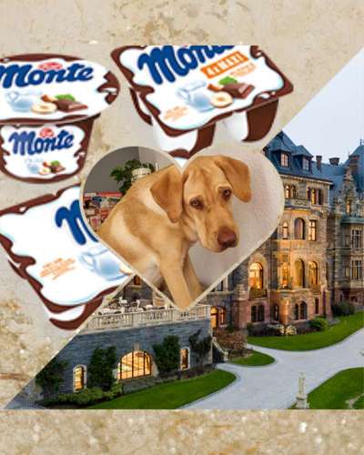 Wie heißt dein Hund?-Beitrag-Bild