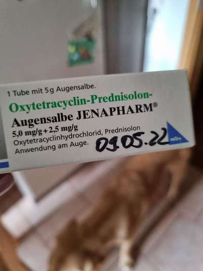 Verklebte Augen Labrador-Beitrag-Bild