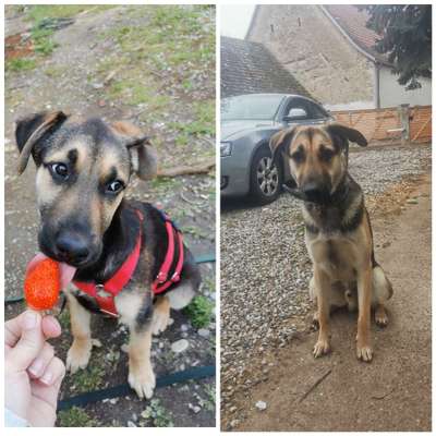 Welpenfotos-Beitrag-Bild