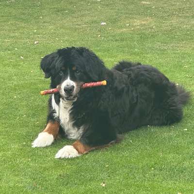 Hundetreffen-Tour nach Föhr-Bild