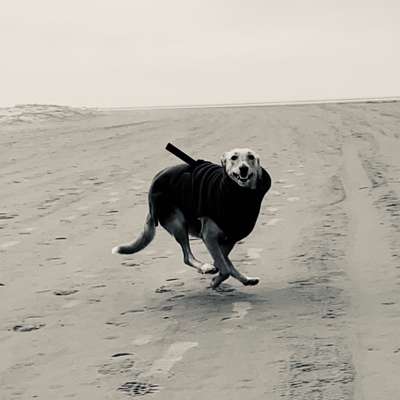Hundetreffen-Windhund treffen-Bild