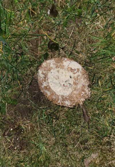 Giftköder-Verdacht auf Giftköder-Bild