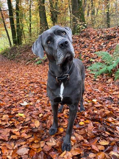 Hundetreffen-Spielrunde gerne ab 30kg+-Bild