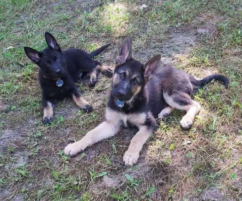 Die Dogorama Wochen Challenge-Beitrag-Bild