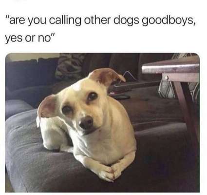 Hunde Memes-Beitrag-Bild