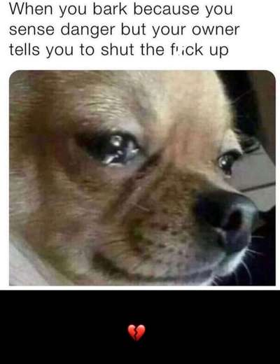 Hunde Memes-Beitrag-Bild