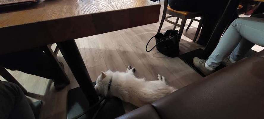 Impulskontrolle Challenge Nr.: 7
         "Gesellschaftsfähig"-Beitrag-Bild