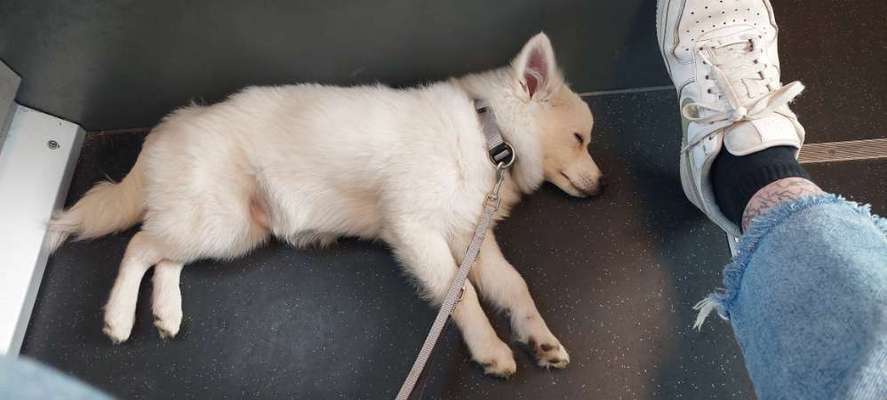 Impulskontrolle Challenge Nr.: 7
         "Gesellschaftsfähig"-Beitrag-Bild