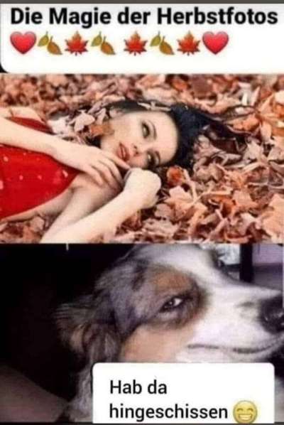 Hunde Memes-Beitrag-Bild