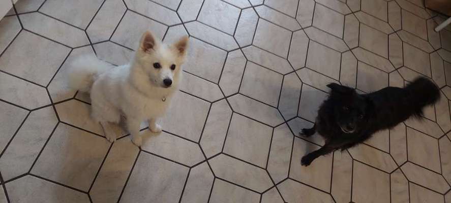 Impulskontrolle Challenge Nr.: 7
         "Gesellschaftsfähig"-Beitrag-Bild