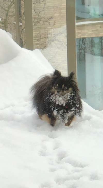 Fotochallenge 61 ~ Schnee-Beitrag-Bild