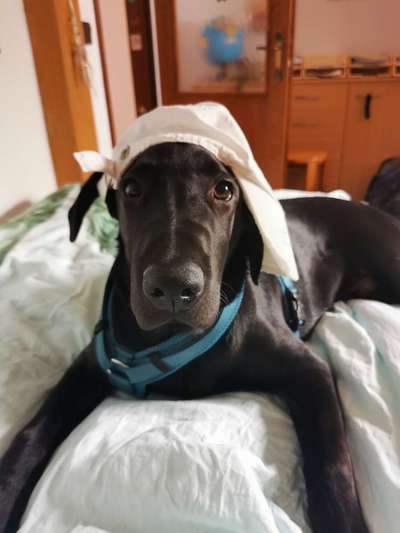 Dogorama Photo Challenge - Festliches Accessoires-Beitrag-Bild