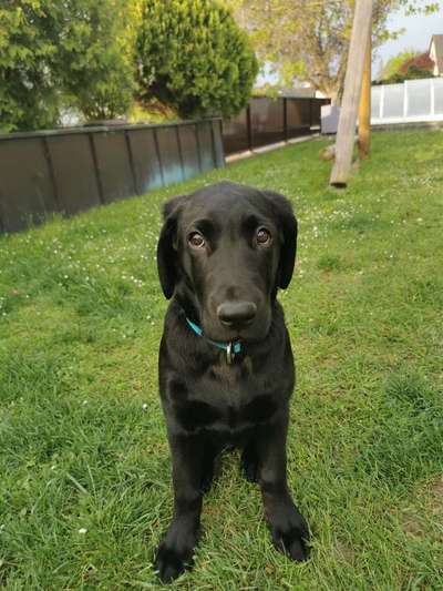 Welpen Bilder !-Beitrag-Bild