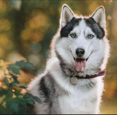 Wo sind die Huskys aus dem Tierheim-Beitrag-Bild