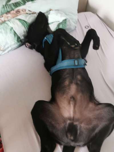 42. Collage Challenge - Ruheplatz-Beitrag-Bild