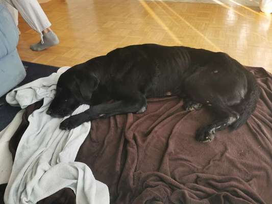 Unsere Fellnasen im Regenbogenland-Beitrag-Bild