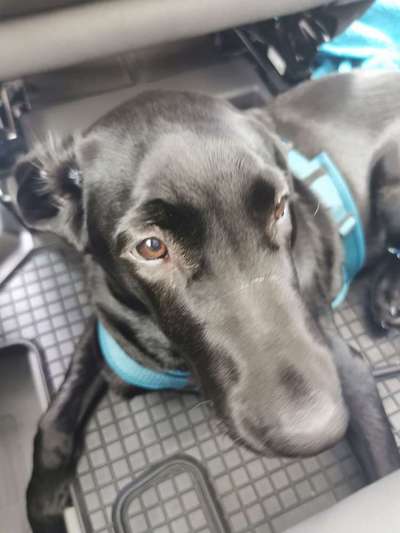 Foto Challenge Nr. 137 - Lass die Ohren fliegen-Beitrag-Bild