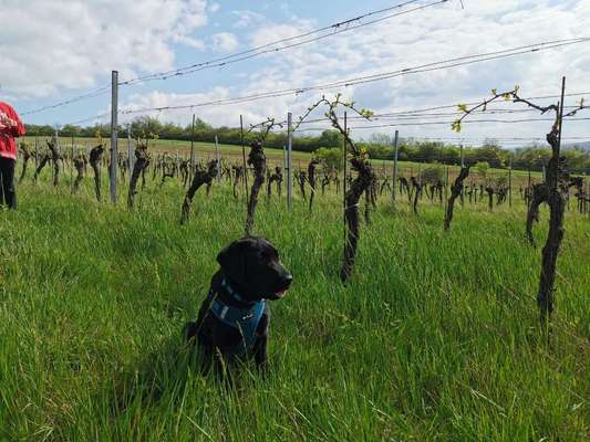 39. Collagen Challenge - Dein Hund auf einer Wiese-Beitrag-Bild