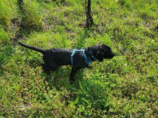 39. Collagen Challenge - Dein Hund auf einer Wiese-Beitrag-Bild