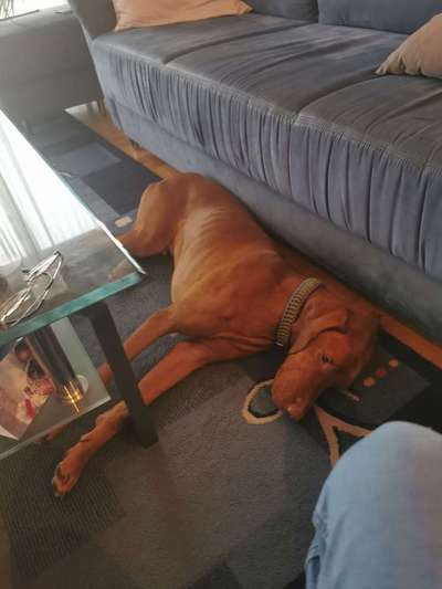 Unsere Fellnasen im Regenbogenland-Beitrag-Bild