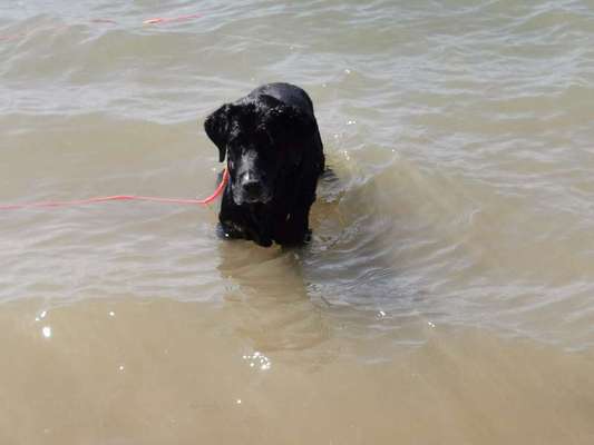 Unsere Fellnasen im Regenbogenland-Beitrag-Bild