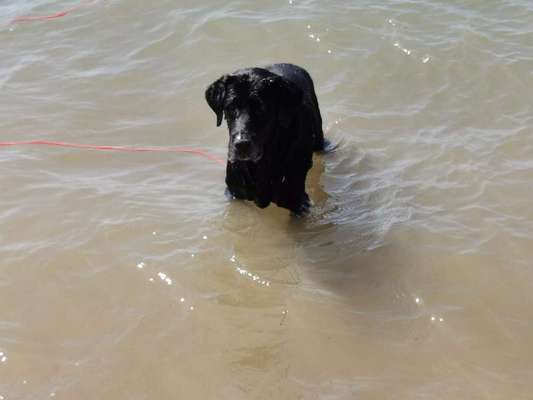Unsere Fellnasen im Regenbogenland-Beitrag-Bild