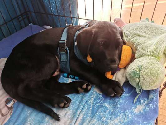 Welpen Bilder !-Beitrag-Bild