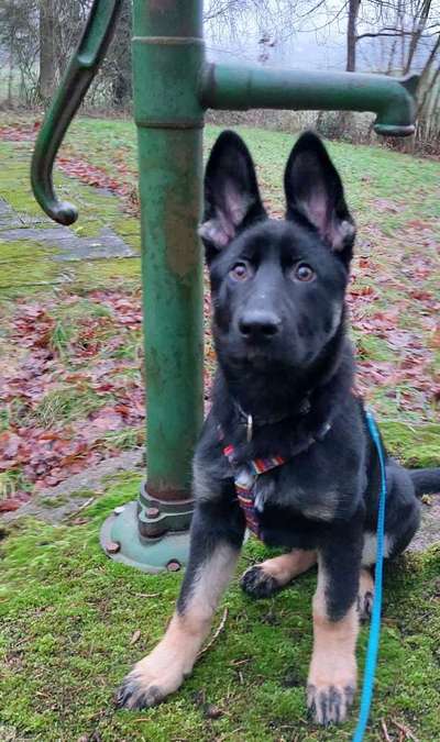 Schäferhund-Beitrag-Bild