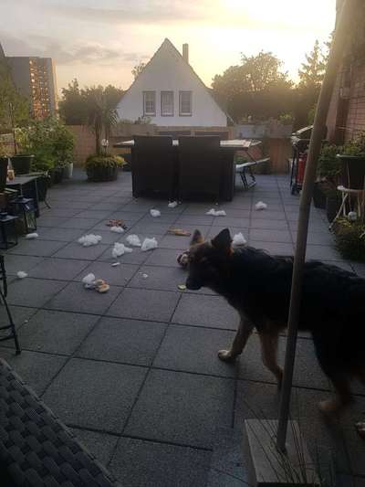 Dogorama Photo Challenge - Lieblingsspielzeug!-Beitrag-Bild