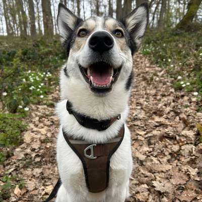 Hundetreffen-Gemeinsame Spaziergänge-Bild