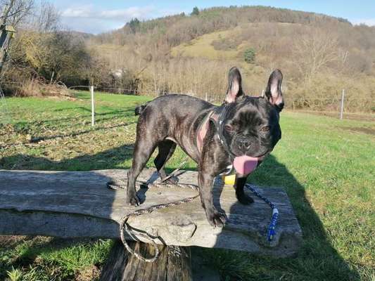 Dogorama Photo Challenge - Die besten Hundebuddys-Beitrag-Bild