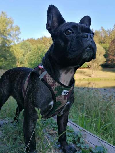 Französische Bulldoggen-Beitrag-Bild