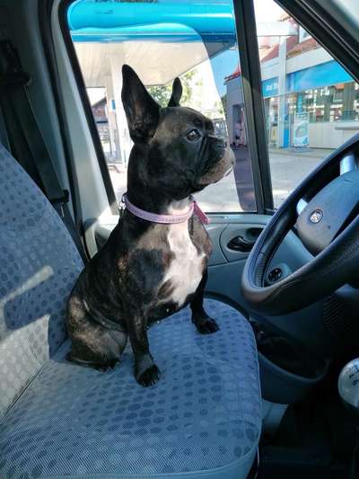 Postet das beste Foto von euren 4 beinern-Beitrag-Bild