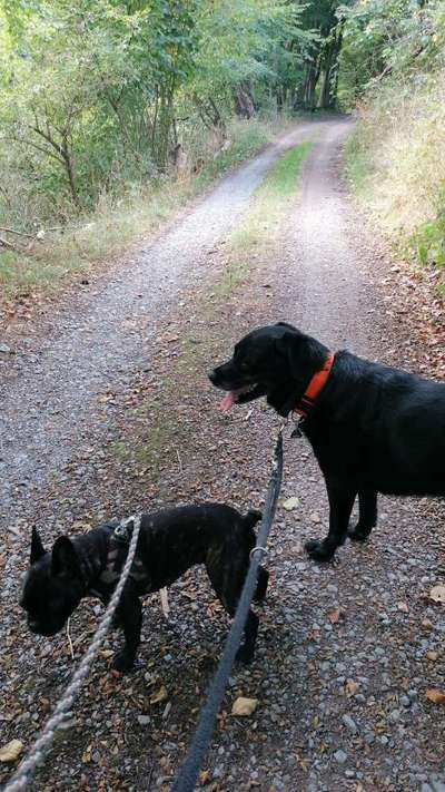 Französische Bulldoggen-Beitrag-Bild