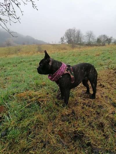 Dogorama Photo Challenge - Tre Chic!-Beitrag-Bild