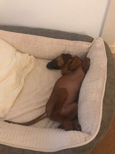 Körbchen / Hundebett-Beitrag-Bild