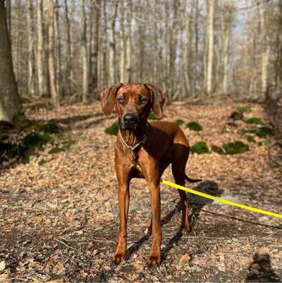 Hundetreffen-Gassi Treffen Wiesbaden-Bild