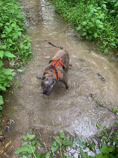 Dogorama-Monats-Challenge-Mai "Wasser"-Beitrag-Bild