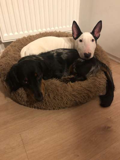 Miniatur Bull Terrier-Beitrag-Bild