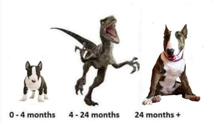 Miniatur Bull Terrier-Beitrag-Bild